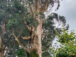 eucalipto afectado por hongos. LOUREIRO ARBORICULTURA GALICIA