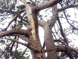 Evaluación de estado del arbol 1 LOUREIRO ARBORICULTURA GALICIA