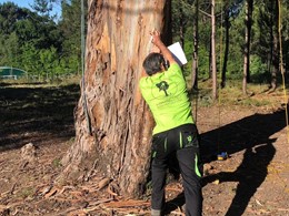 Evaluación de riesgos. Reaccion en forndosas y coníferas LOUREIRO ARBORICUL