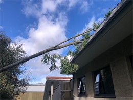 fallo estructural y caída sobre tejado. LOUREIRO ARBORICULTURA GALICIA