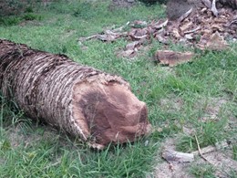 fractura de palmeira afectada por picudo vermello. LOUREIRO ARBORICULTURA G