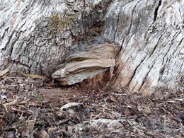 ganoderma LOUREIRO ARBORICULTURA GALICIA