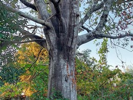 gran loureiro afectado por hongos. LOUREIRO ARBORICULTURA GALICIA