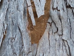 hongo. LOUREIRO ARBORICULTURA GALICIA