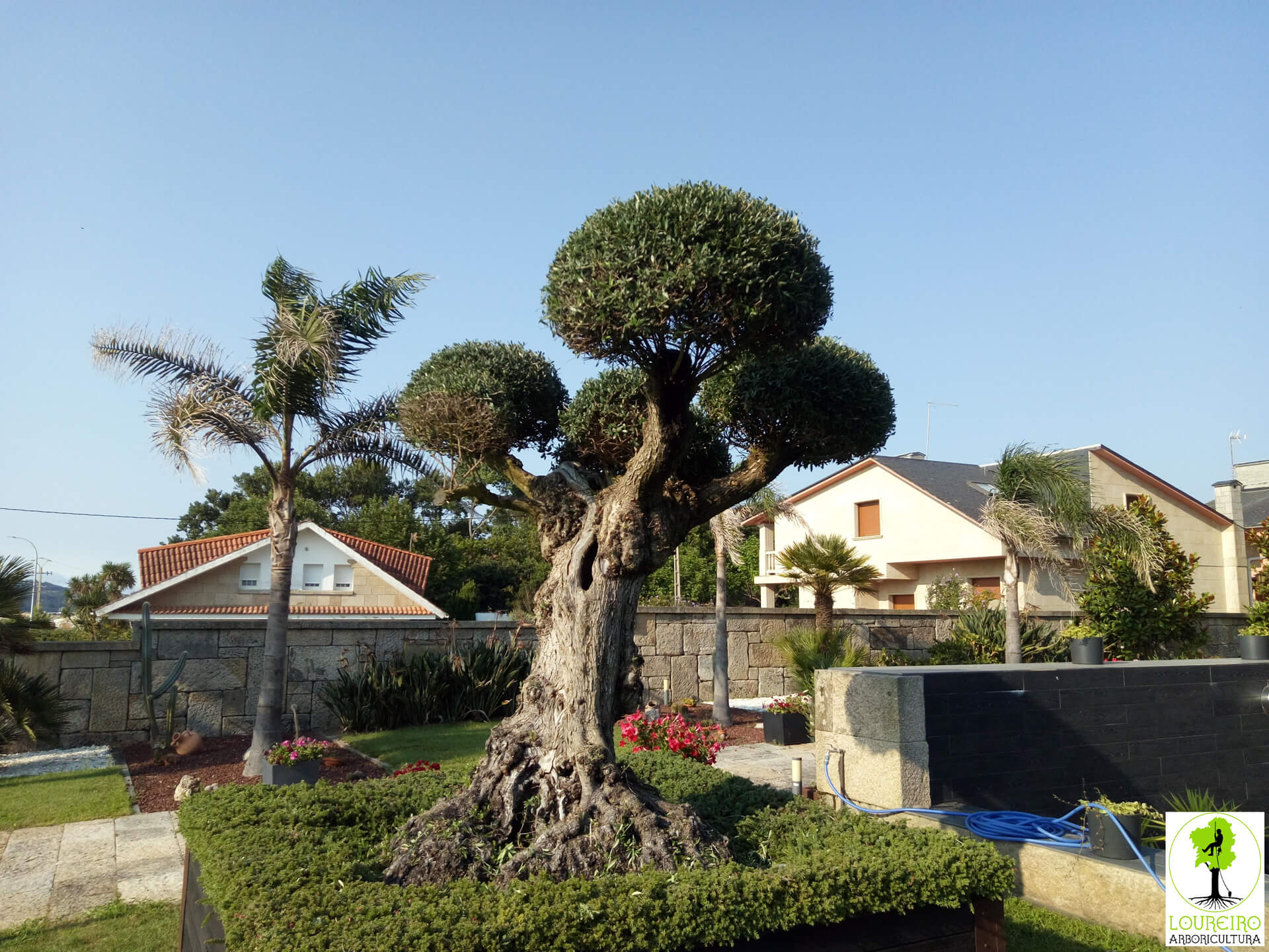 Trabajos de Loureiro Arboricultura Galicia