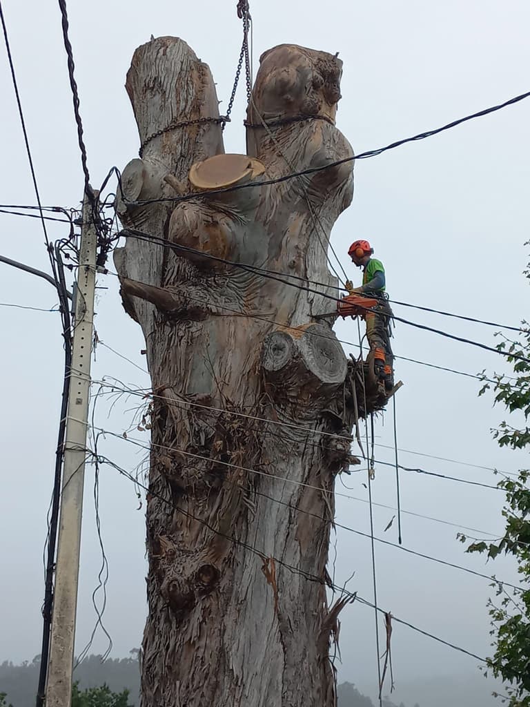 Algunos trabajos de Loureiro Arboricultura Galicia