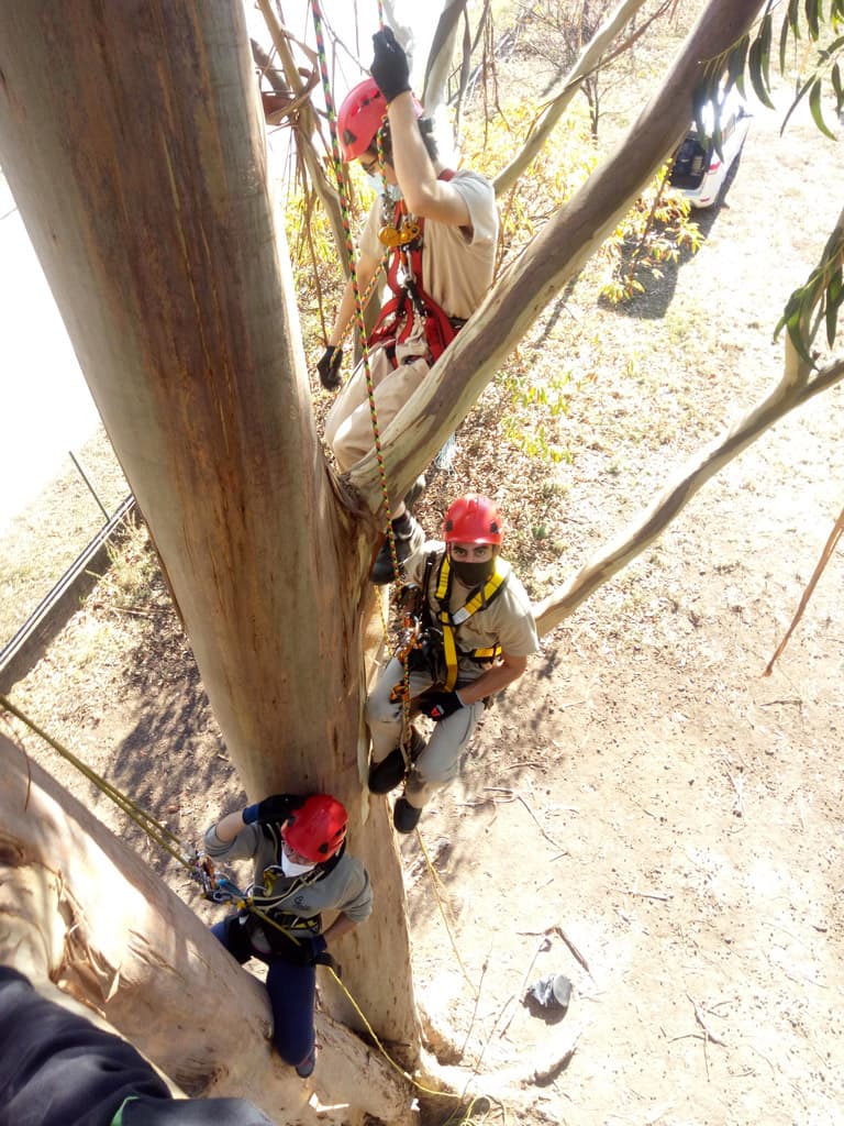 Algunos trabajos de Loureiro Arboricultura Galicia