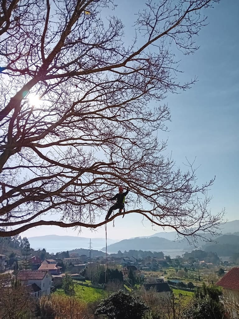 Algunos trabajos de Loureiro Arboricultura Galicia