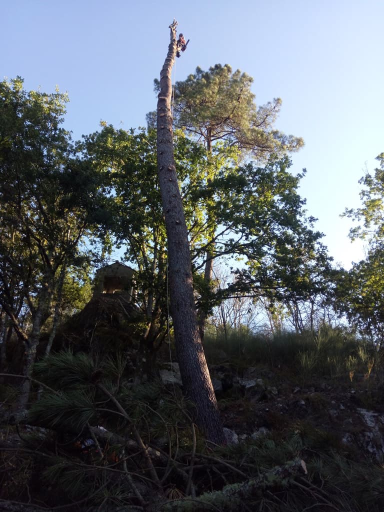 Algunos trabajos de Loureiro Arboricultura Galicia