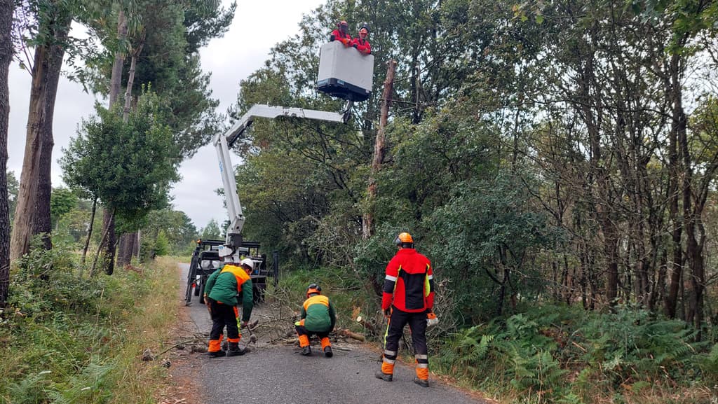 Algunos trabajos de Loureiro Arboricultura Galicia