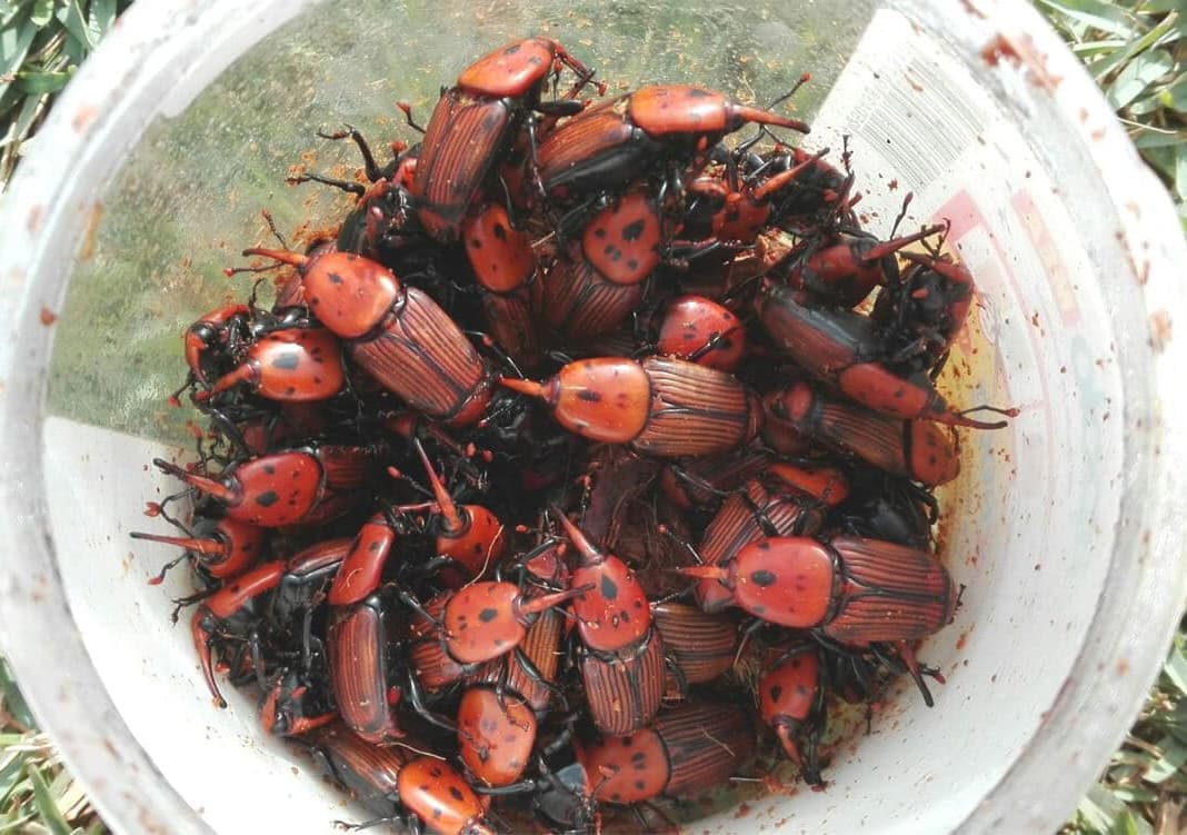 Tratamento de palmeras contra o picudo rojo