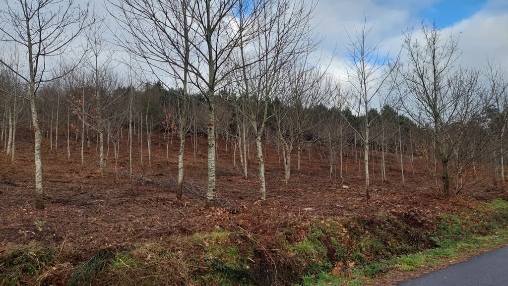 Traballos forestais e silvícolas