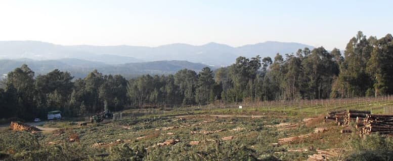 Trabajos forestales y silvícolas