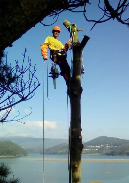 Tala en altura de árboles y palmeras