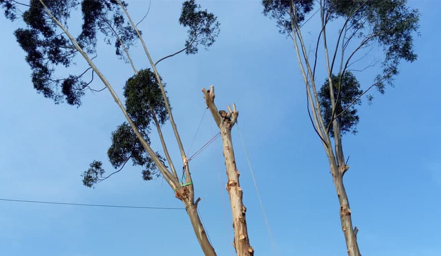 Tala y corta difícil y complicada de árboles y palmeras