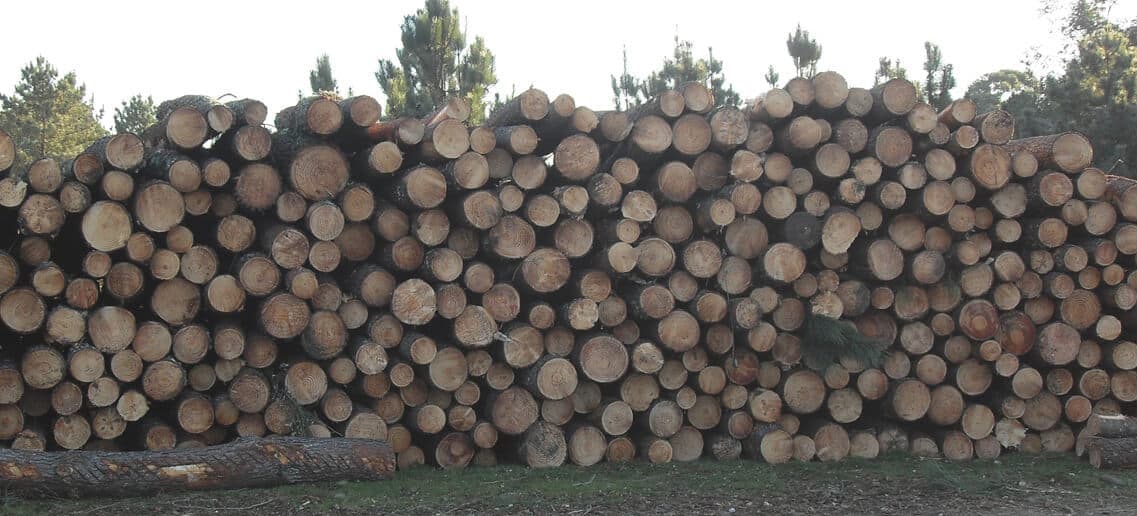 Cubicación y taxación de árboles y madera en pie