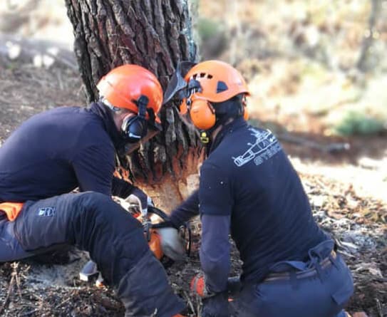 Cursos de formación de altura, forestal e xardinería