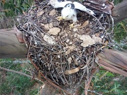 Investigación Pernis apivorus Miñato abelleiro velutina 1 loureiroarboricul