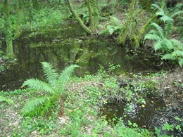 Lagoa do sabugueiro Lantaño loureiroarboricultura.com