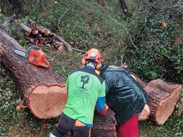 LOUREIRO ARBORICULTURA GALICIA loureiroarboricultura.com