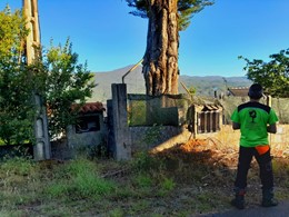 LOUREIRO ARBORICULTURA GALICIA