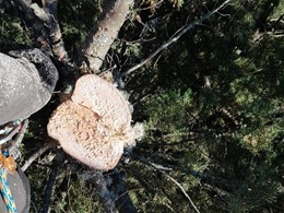 LOUREIRO ARBORICULTURA GALICIA