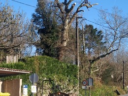 LOUREIRO ARBORICULTURA GALICIA