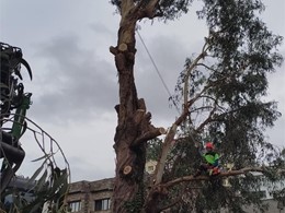 LOUREIRO ARBORICULTURA GALICIA