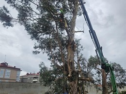 LOUREIRO ARBORICULTURA GALICIA