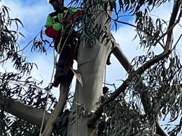 LOUREIRO ARBORICULTURA GALICIA