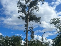 LOUREIRO ARBORICULTURA GALICIA