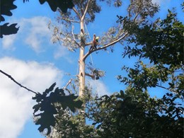 LOUREIRO ARBORICULTURA GALICIA