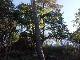 LOUREIRO ARBORICULTURA GALICIA