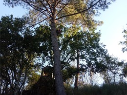 LOUREIRO ARBORICULTURA GALICIA