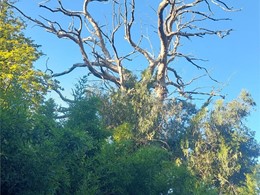 LOUREIRO ARBORICULTURA GALICIA