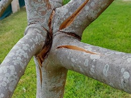 LOUREIRO ARBORICULTURA GALICIA