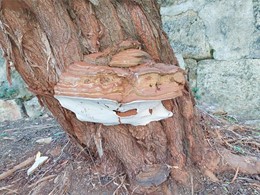 LOUREIRO ARBORICULTURA GALICIA