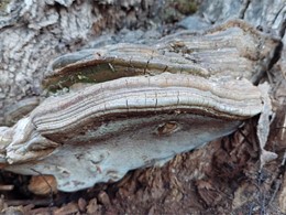 LOUREIRO ARBORICULTURA GALICIA