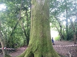 loureiroarboricultura.com