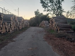 Madeira de freixo e chopo LOUREIRO ARBORICULTURA GALICIA