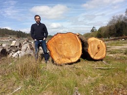 Madeira para serra 1 LOUREIRO ARBORICULTURA GALICIA