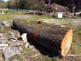 Madeira para serra 2 LOUREIRO ARBORICULTURA GALICIA