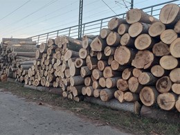 Madera de fresno y álamo LOUREIRO ARBORICULTURA GALICIA