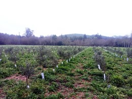 oliveiras medradas LOUREIRO ARBORICULTURA GALICIA