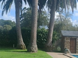 Palmera canaria afectada por picudo rojo LOUREIRO ARBORICULTURA GALICIA