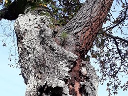 Pino nacido sobre roble loureiroarboricultura.com