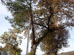 Piñeiro nacido sobre carballo loureiroarboricultura.com