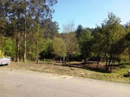 Plantación de castiñeiros con titor loureiroarboricultura.com