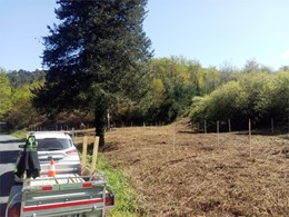 Plantación de frondosas con titor LOUREIRO ARBORICULTURA GALICIA 