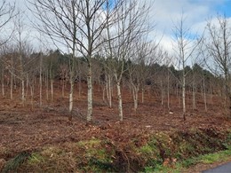 Poda frondosas franja prevención de incendios loureiroarboricultura.com